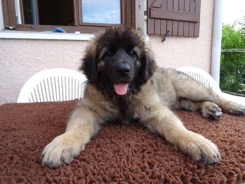 Des Lions D'Asgard - Leonberger - Portée née le 26/05/2015